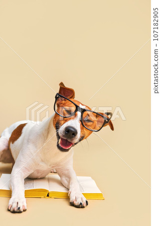 Cute dog jack russell terrier lying with book, reading and studying Cute dog jack russell terrier lying with book, reading and studying 107182905