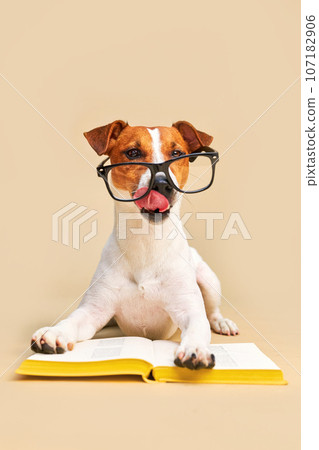 Cute dog jack russell terrier lying with book, reading and studying 107182906