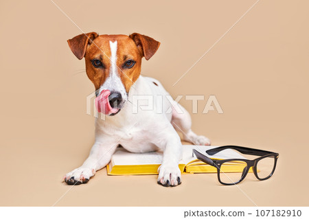 Cute dog jack russell terrier lying with book, reading and studying Cute dog jack russell terrier lying with book, reading and studying 107182910