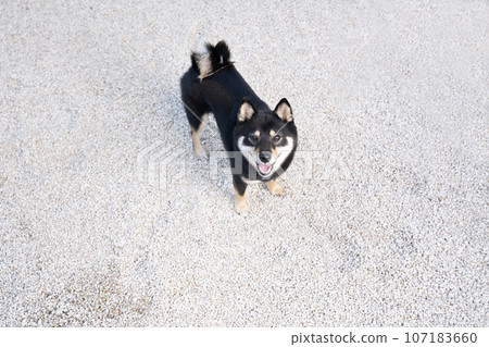 Black bean shiba sherry looking up Black bean shiba sherry looking up 107183660