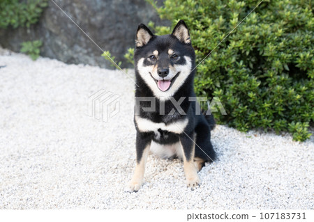 豆柴雪莉微笑著 豆柴雪莉微笑著 107183731