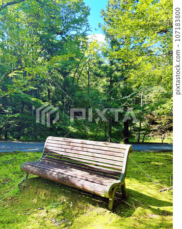 bench in the shade 107183800
