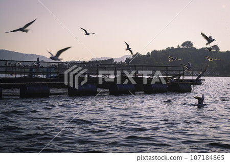 Seagulls Soaring Over Serene Lake 107184865