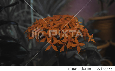 Orange Pentas flowers in a garden Orange Pentas flowers in a garden 107184867