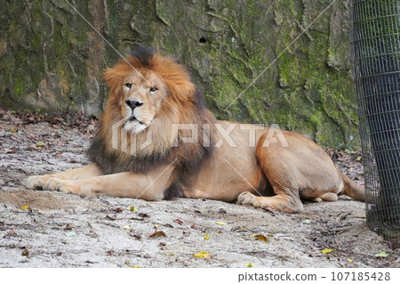 Lion at Asa Zoological Park, Hiroshima City 107185428