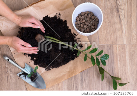 Woman hands repotting home plant Zamioculcas zamiifolia into new modern white ceramic pot with help of garden metal tool shovel for planting flowers. Wooden table or wooden floor, hobby. Woman hands repotting home plant Zamioculcas zamiifolia into new modern white ceramic pot with help of garden metal tool shovel for planting flowers. Wooden table or wooden floor, hobby. 107185703