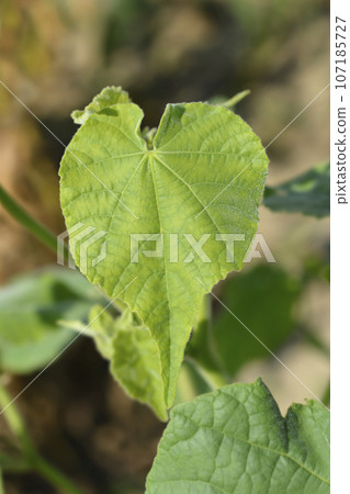 Velvetleaf, Velvetleaf, 107185727