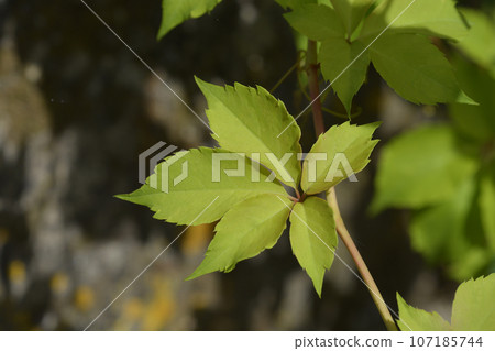 Virginia creeper Virginia creeper 107185744