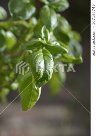 Common basil 107185749