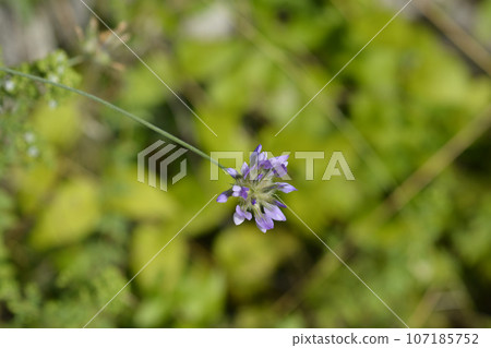 Bitumen trefoil Bitumen trefoil 107185752