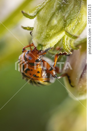 Colorado potato beetle on potato sprouts 107185815