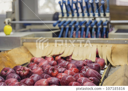 automatic apple picking line 107185816