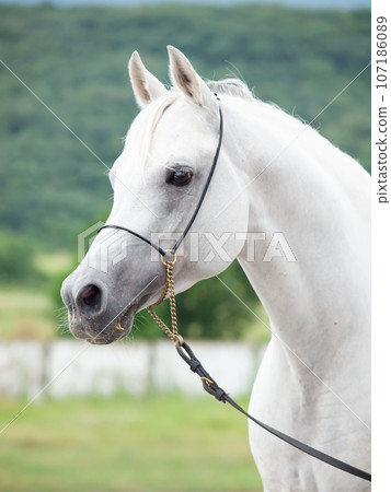 portrait of white beautiful arabian stallion against mountain background. close up portrait of white beautiful arabian stallion against mountain background. close up 107186089