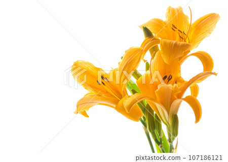 bouquet of beautiful yellow lilies, on white background. 107186121