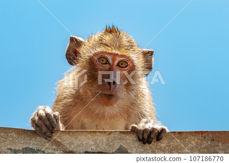 Portrait of Crab-eating Macaque Portrait of Crab-eating Macaque 107186770