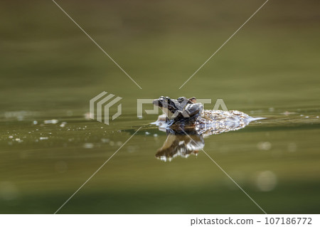Drakensberg river frog in Kruger National park, South Africa Drakensberg river frog in Kruger National park, South Africa 107186772