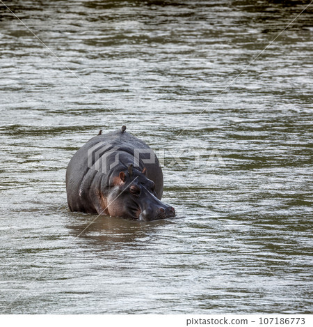 Hippopotamus in Kruger National park, South Africa Hippopotamus in Kruger National park, South Africa 107186773