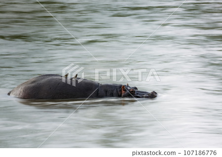 Hippopotamus in Kruger National park, South Africa Hippopotamus in Kruger National park, South Africa 107186776