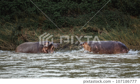 Hippopotamus in Kruger National park, South Africa 107186777
