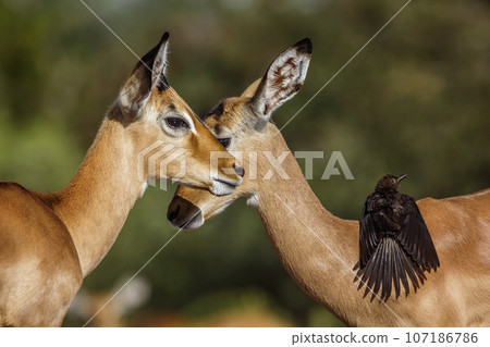 Common impala in Kruger National park, South Africa 107186786
