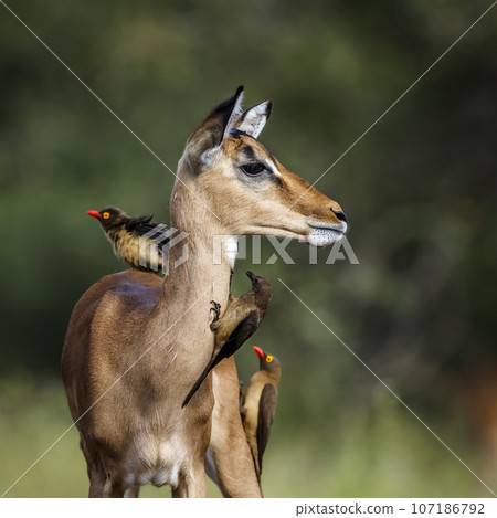 Red billed Oxpecker in Kruger National park, South Africa 107186792