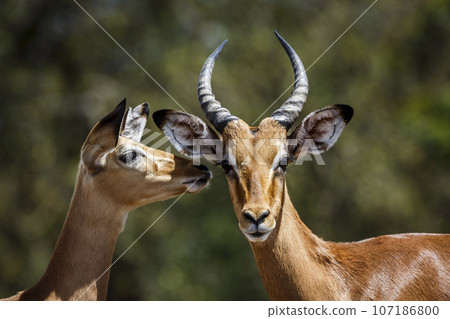 Common Impala in Kruger National park, South Africa 107186800
