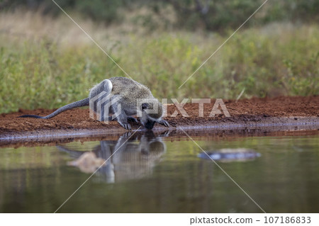 Vervet monkey in Kruger National park, South Africa 107186833