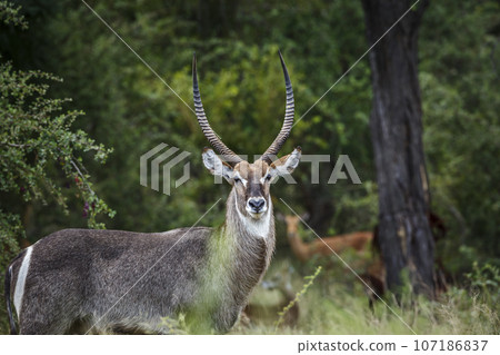 Common Waterbuck in Kruger National park, South Africa 107186837