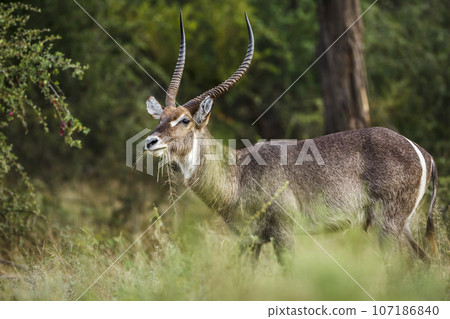 Common Waterbuck in Kruger National park, South Africa Common Waterbuck in Kruger National park, South Africa 107186840