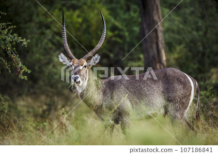 Common Waterbuck in Kruger National park, South Africa Common Waterbuck in Kruger National park, South Africa 107186841