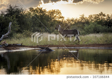 Common Waterbuck in Kruger National park, South Africa 107186844