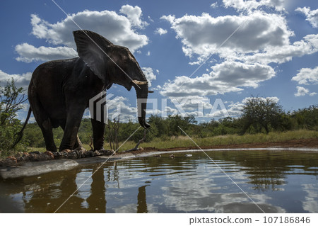 African bush elephant in Kruger National park, South Africa 107186846