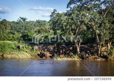 African bush elephant in Kruger National park, South Africa 107186849