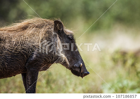 Common warthog in Kruger National park, South Africa 107186857