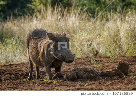 Common warthog in Kruger National park, South Africa 107186859