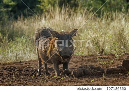 Common warthog in Kruger National park, South Africa 107186860
