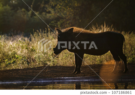 Common warthog in Kruger National park, South Africa Common warthog in Kruger National park, South Africa 107186861