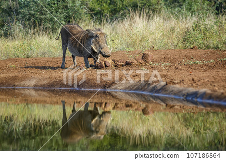Common warthog in Kruger National park, South Africa 107186864