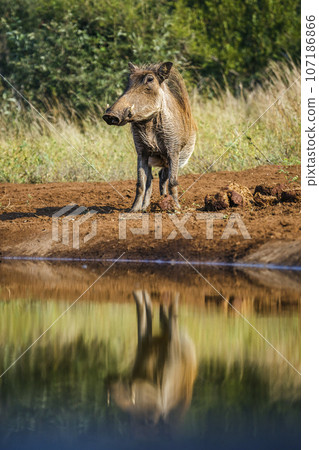 Common warthog in Kruger National park, South Africa 107186866