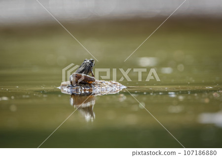 Drakensberg river frog in Kruger National park, South Africa 107186880