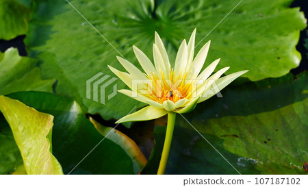 黃色睡蓮和昆蟲 黃色睡蓮和昆蟲 107187102