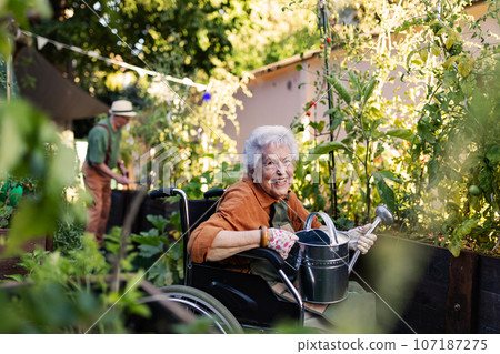 Close up of senior woman in wheelchair taking care of zucchini plant in urban garden. Close up of senior woman in wheelchair taking care of zucchini plant in urban garden. 107187275