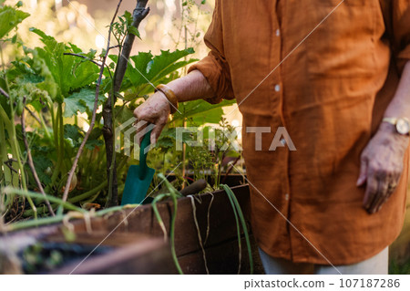 Close up of woman taking care of zucchini plant in urban garden. 107187286