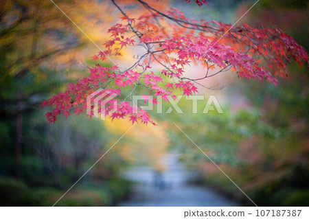 Autumn at Nison-in, “Autumn Leaves Baba” Maples turn bright red Autumn at Nison-in, “Autumn Leaves Baba” Maples turn bright red 107187387