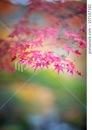 二尊院的秋天，「秋葉馬場」楓樹變成鮮紅色 107187392