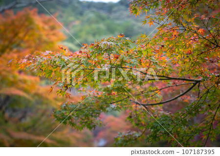 二尊院的秋天，「秋葉馬場」楓樹開始變色 107187395