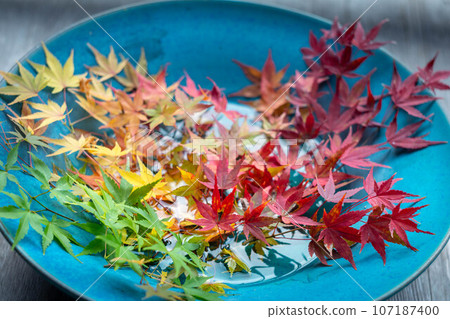 二尊院的秋天,禦園亭的門廊上擺放著一盤秋葉 二尊院的秋天,禦園亭的門廊上擺放著一盤秋葉 107187400