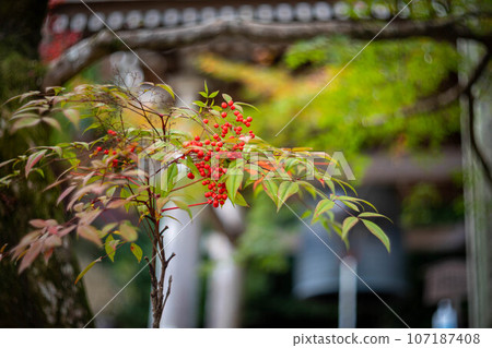 二尊院的秋天，幸福之鐘鐘樓前的秋葉，南天紅果的顏色 107187408