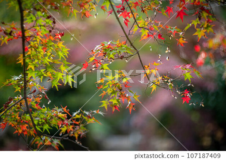 二尊院的秋天，「快樂鐘」鐘樓前的紅葉 107187409