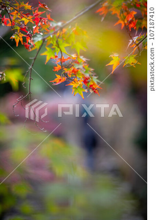 二尊院的秋天,「快樂鐘」鐘樓前的紅葉 二尊院的秋天,「快樂鐘」鐘樓前的紅葉 107187410